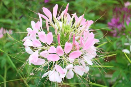 flowerの写真素材