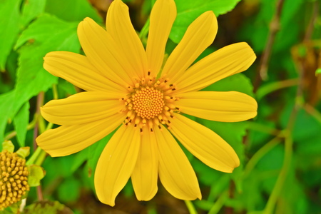 Mexican sunflowerの写真素材