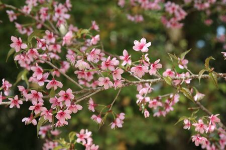 flowerの写真素材