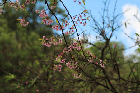 flowerの写真素材