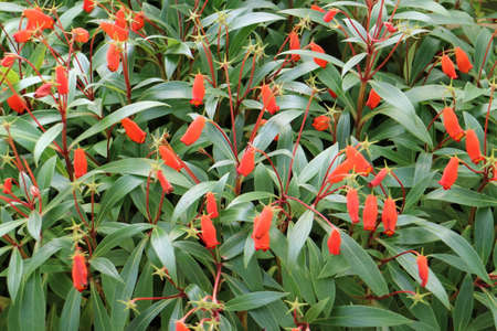 flowerの写真素材