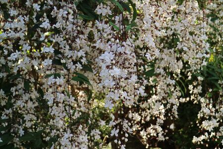 flowerの写真素材