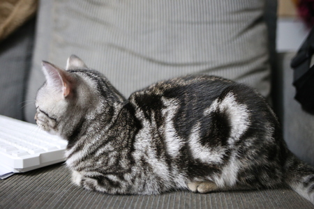 cat on sofaの写真素材