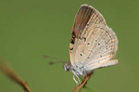 Butterflyの写真素材