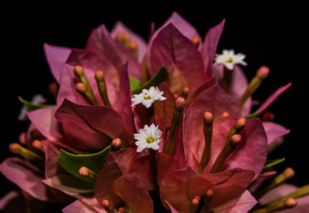 Pink flower black isolatedの写真素材