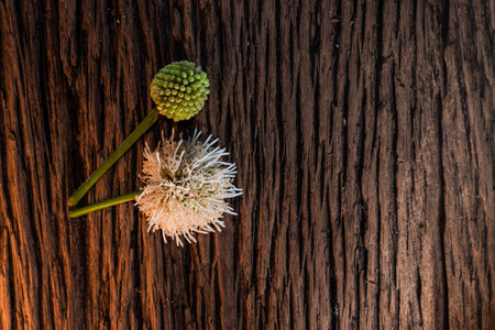 Flower on the wood background