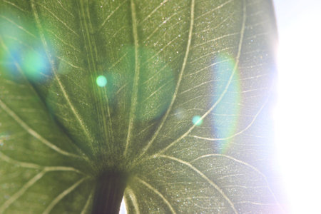 Under green leaf with light flareの写真素材