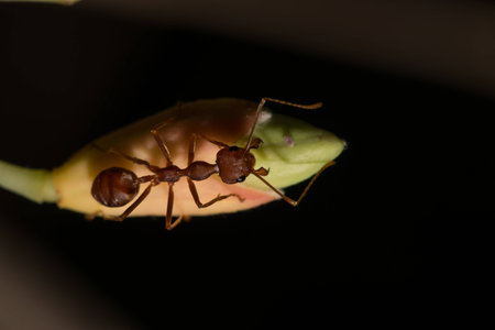 Red ant on the bloom flowerの写真素材