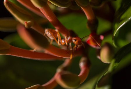 Red ant on the bloom flowerの写真素材