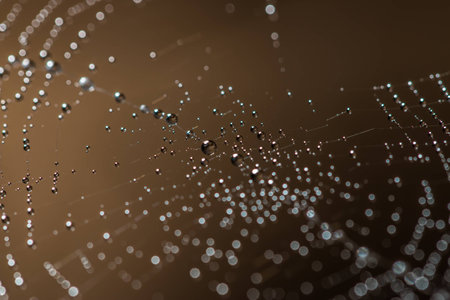 Drops on cobweb