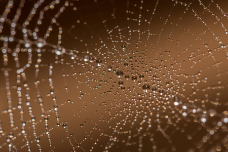 Drops on cobwebの写真素材