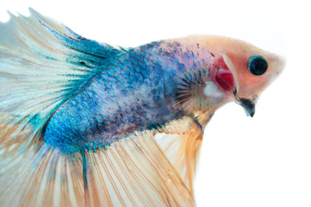 Beautiful blue siamese fighting fish with yellow tail ,on isolated white background.の写真素材