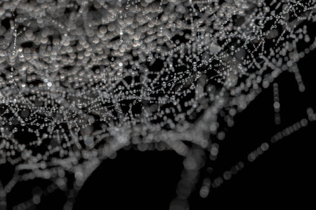 Drops on white spider web with blur bokeh isolated on black backgroundの写真素材