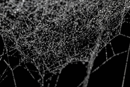Drops on white spider web with blur bokeh isolated on black backgroundの写真素材