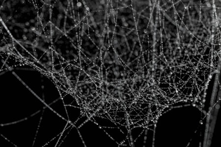 Drops on white spider web with blur bokeh isolated on black backgroundの写真素材