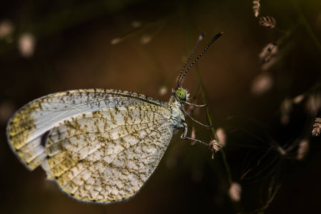 Macro butterfly hang on flowerの写真素材