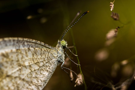 Macro butterfly hang on flowerの写真素材