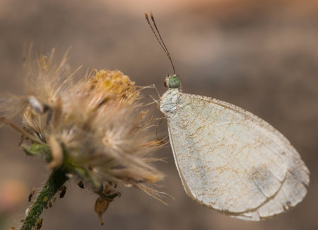 Macro butterfly hang on flowerの写真素材