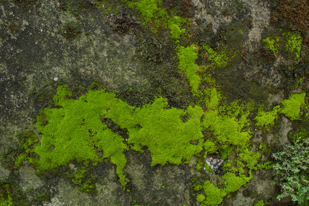Green ferns on the stone.