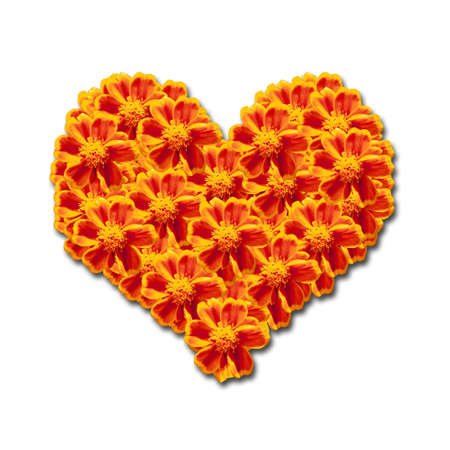 yellow flower heart symbol isolated on whiteの写真素材