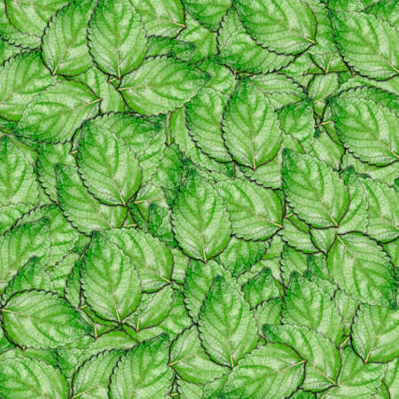 The abstract green leaf backgroundの写真素材
