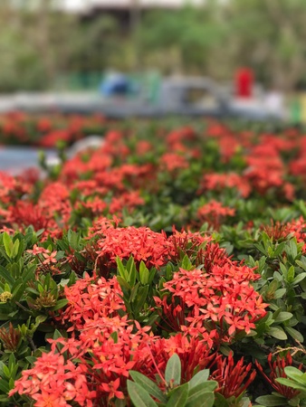 The red flowers are beautifulの素材