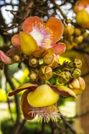 Shorea robusta or Cannonball flower from the treeの写真素材