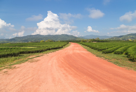 Fresh green tea plantation at Mae Salong northern part of Thailandの写真素材
