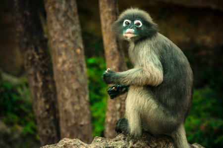 Dusky Leaf Monkeyの写真素材