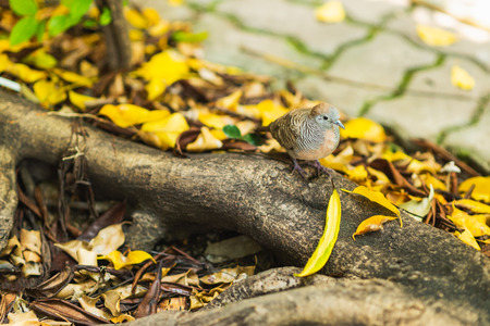 zebra dove perching on the root of tree