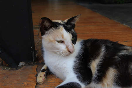 Cat sleep on the tableの写真素材