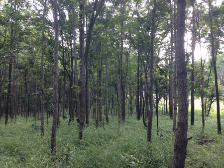 Many trees in the forestの写真素材