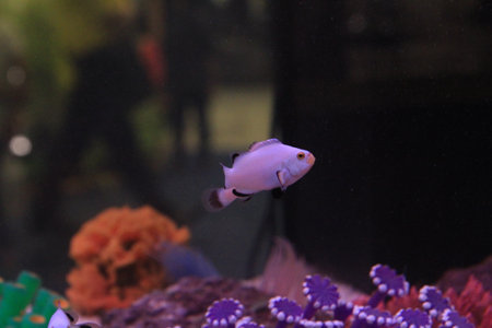 Clownfish in an aquarium exhibitの写真素材