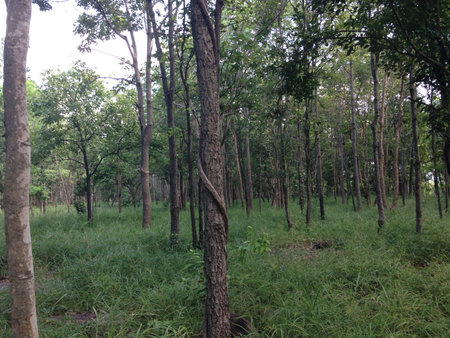 Many trees in the forestの写真素材