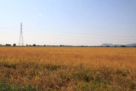 Rice fields in Nakhon Sawan Province, Thailandの写真素材