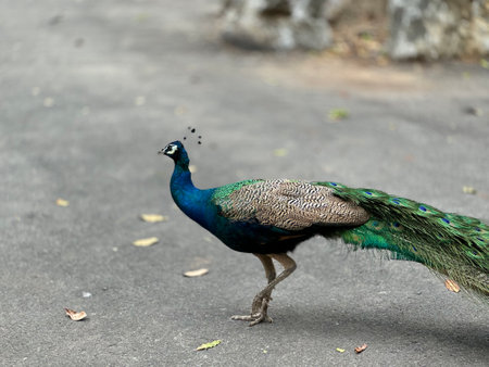 A peacock in the templeの写真素材