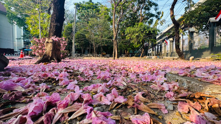 pink flowers on the groundの写真素材