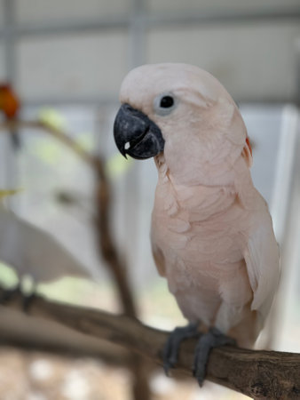 A white parrot is in a large cageの写真素材
