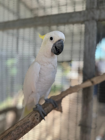 A white parrot is in a large cage