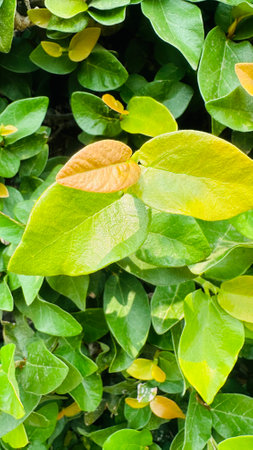 close up shot of leavesの写真素材