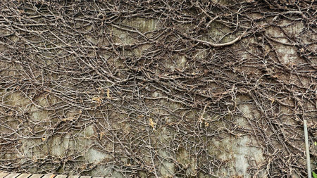 Dried saplings perched on the wall.の写真素材