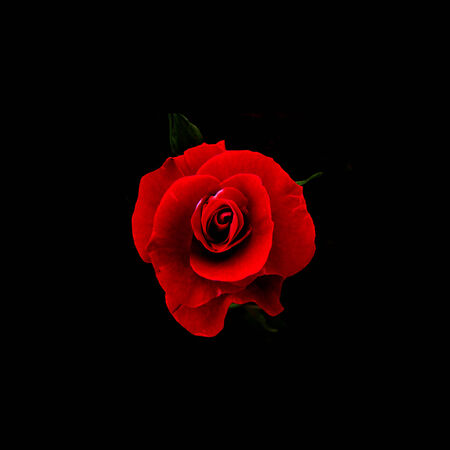 red rose
