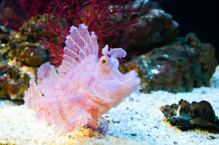 A pink coral fishの写真素材