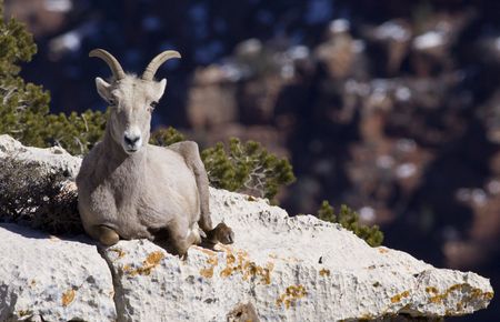 Bighorn sheep on the edge of Grand Canyonの写真素材