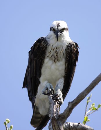 Osprey in Everglades National Parkの写真素材