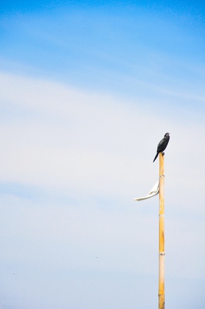 birds on the bang pu, thailand.の写真素材