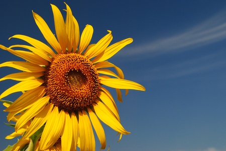sunflower thailandの写真素材