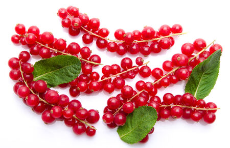 Fresh redcurrants with mint, isolated on whiteの写真素材