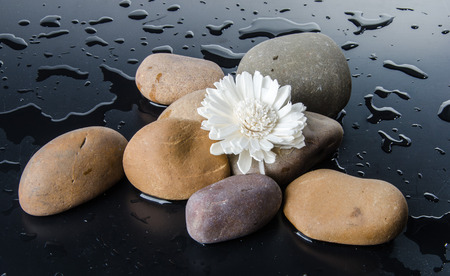 Composition of pebbles with a white flower, on a wet black backgroundの写真素材