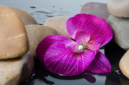 Pebbles and a purple flower, on a wet black backgroundの写真素材